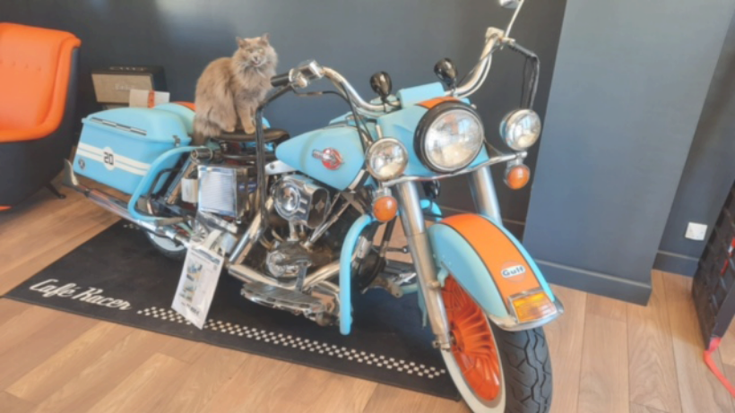 photo moto bleu et chat